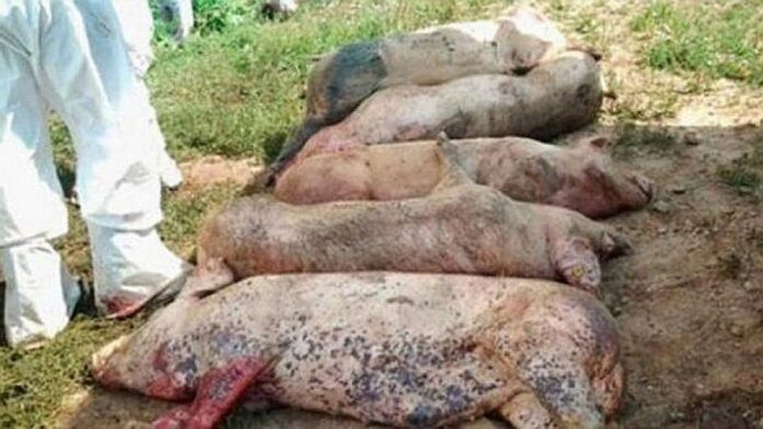 Pest Porcin African La C Mpia Turzii Autorit Ile Ngroap Animalele Moarte La Marginea Ora Ului