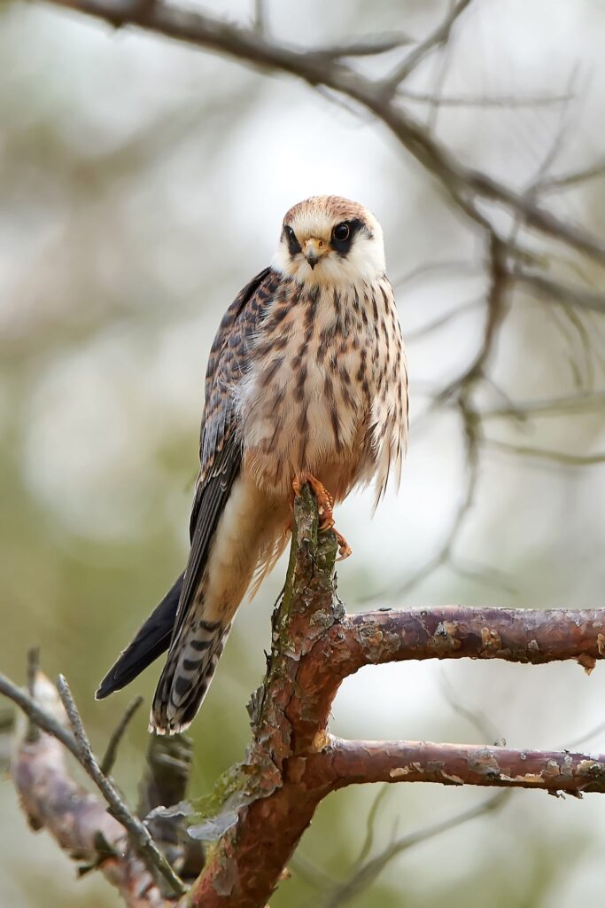 Red Footed Falcon Resting On A Branch In Its Habitat